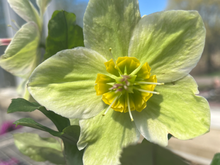 Ice N  Roses® Bianco Hellebore   Lenten Rose For Discount