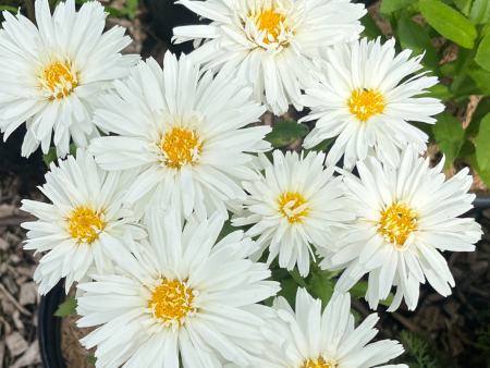 ‘Crazy Daisy’ Shasta Daisy | Leucanthemum x superbum  Mt. Hood  Supply