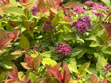 Magic Carpet Spirea | Spirea japonica Online