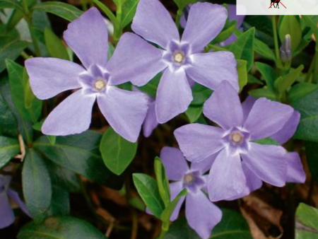 Bowles  Common Periwinkle | Vinca minor  Bowles  Discount