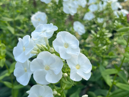 Backlight  Tall Garden Phlox | Phlox paniculata Hot on Sale