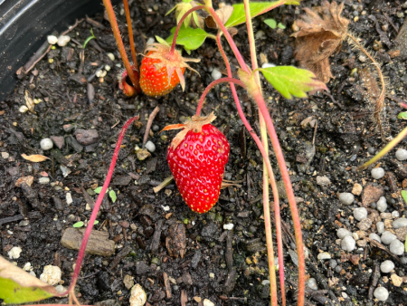 All Star Strawberry | Fragaria x ananassa For Sale