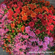 Assorted Fall Mums & Kale Sale