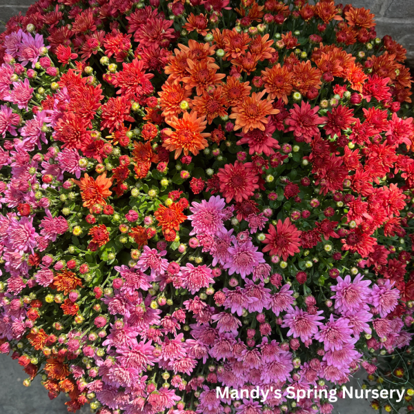 Assorted Fall Mums & Kale Sale