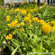 Arizona Apricot  Blanket Flower | Gaillardia a.  Arizona Apricot  For Discount