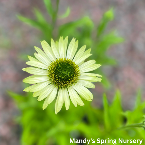 Green Jewel Coneflower | Echinacea purpurea Online