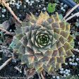 Assorted Hens & Chicks | Sempervivum Hot on Sale