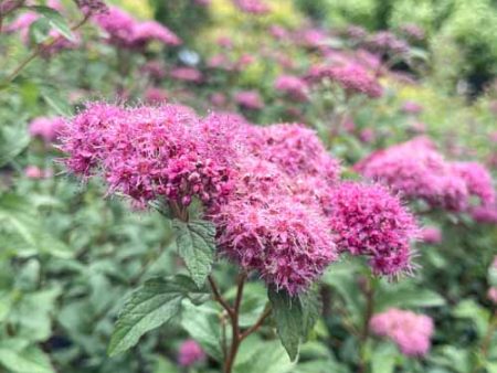 Superstar Spirea | Spiraea x bumalda on Sale