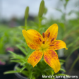 Tiny Nugget Hardy Lily | Lilium Asiatic Online