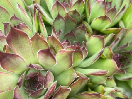 Black Hens & Chicks |  Sempervivum Supply