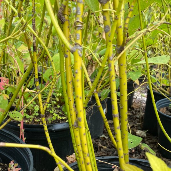 Yellow Twig Dogwood | Cornus sericea Supply