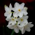 Narcissus Paperwhite Bulbs Fashion