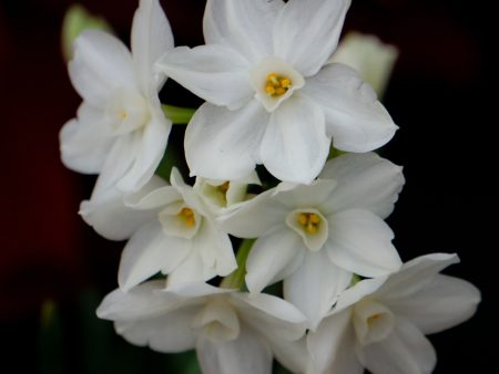 Narcissus Paperwhite Bulbs Fashion