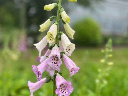 Foxy Hybrids Mix Foxglove | Digitalis purpurea Hot on Sale