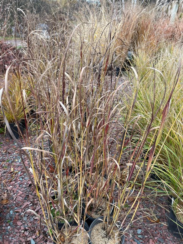 Blood Brothers  Switch Grass | Panicum virgatum  Blood Brothers  Online