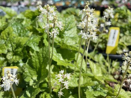 Foamflower | Tiarella Cordifolia Supply