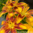 Tiny Nugget Hardy Lily | Lilium Asiatic Online