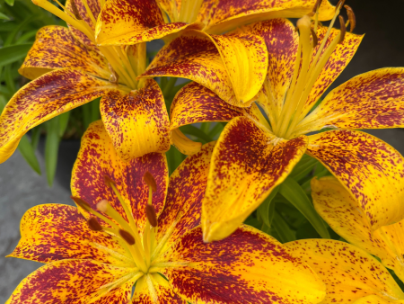 Tiny Nugget Hardy Lily | Lilium Asiatic Online