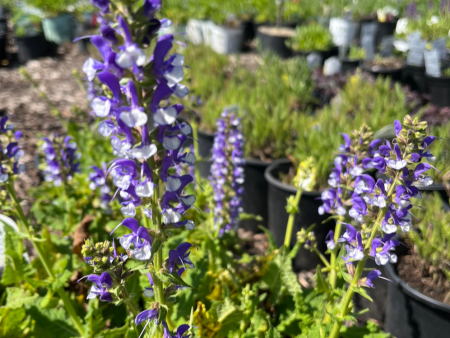 Azure Snow Garden Sage | Perennial Salvia Hot on Sale