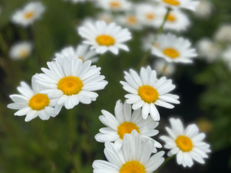 Becky  Shasta Daisy | Leucanthemum superbum Online