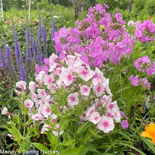 Flame Pro Baby Doll Garden Phlox | Phlox paniculata For Sale