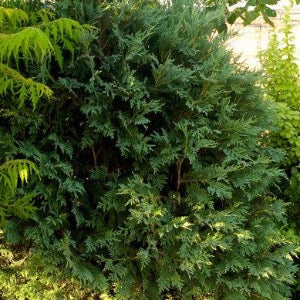 Technito Arborvitae | Thuja occidentalis  BailJohn  Online