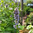 Blue Fortune Anise Hyssop | Agastache Online Sale