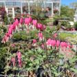 Bleeding Heart | Dicentra spectabilis Online