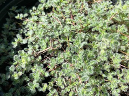 Wooly Thyme | Thymus praecox Online now