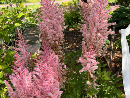 Mighty Pip Astilbe | Astilbe chinensis Fashion