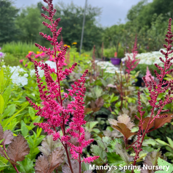 Mighty Chocolate Cherry Astilbe | Astilbe chinensis Online Sale