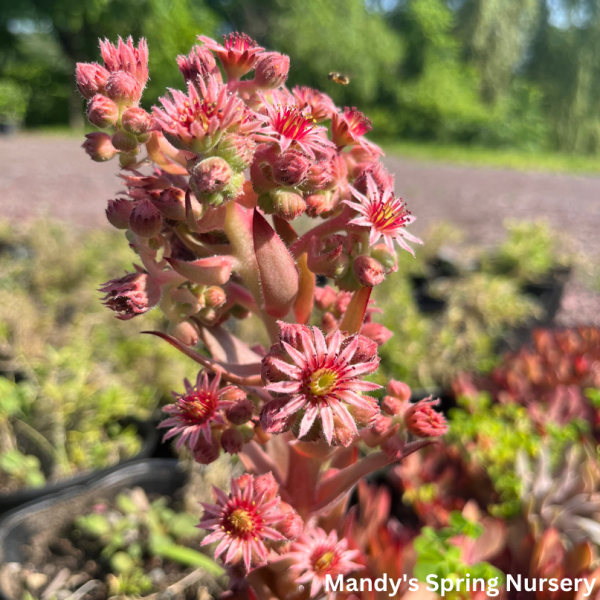 Assorted Hens & Chicks | Sempervivum Hot on Sale