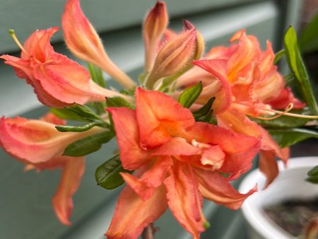 Electric Lights™ Red Azalea For Sale