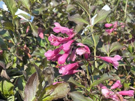 Dark Horse Weigela | Weigela florida Online Sale