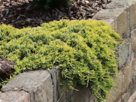 Golden Carpet  Creeping Juniper | Juniperus horizontalis  Golden Carpet  on Sale