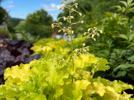 Apple Twist  Coral Bells - DOLCE® Series | Heuchera  Apple Twist  Online