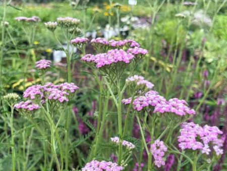 Summer Pastel Yarrow | Achillea  Summer Pastel  Fashion