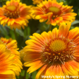 Arizona Apricot  Blanket Flower | Gaillardia a.  Arizona Apricot  For Discount