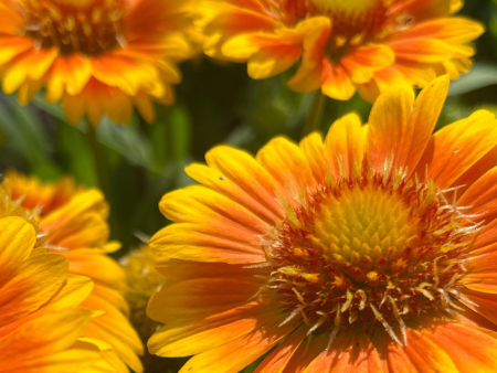 Arizona Apricot  Blanket Flower | Gaillardia a.  Arizona Apricot  For Discount