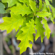 Northern Red Oak | Quercus rubra Online Sale