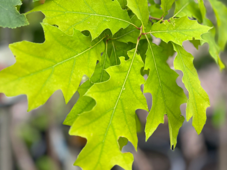 Northern Red Oak | Quercus rubra Online Sale