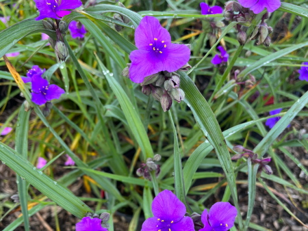 Concord Grape Spiderwort | Tradescantia andersoniana Online Hot Sale