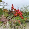 American Cranberry Bush | Viburnum trilobum Sale