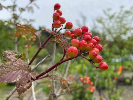 American Cranberry Bush | Viburnum trilobum Sale