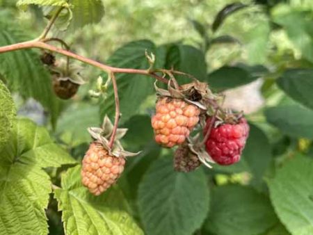 Bare Root- Heritage Raspberry | Rubus idaeus  Heritage  Hot on Sale