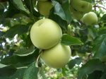 Yellow Transparent Apple | Malus domestica  White Transparent  For Cheap