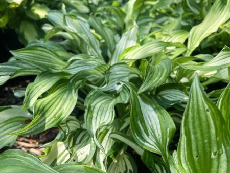 Hosta Variegata Hot on Sale