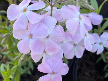 Woodlander Lilac Creeping Phlox | Phlox subulata For Discount