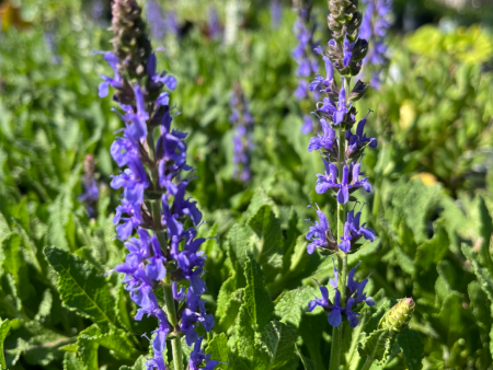 Blue Hill Salvia | Salvia sylvestris Fashion