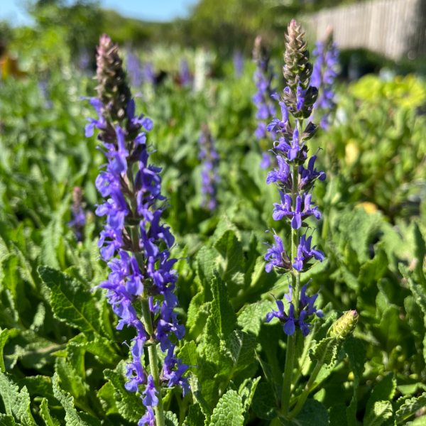 Blue Hill Salvia | Salvia sylvestris Fashion